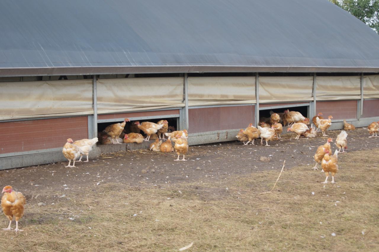 Ferme de chavagnes 2013