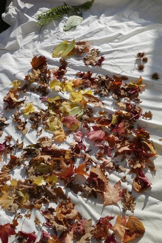 Séchage des feuilles mortes pour l'activités à venir