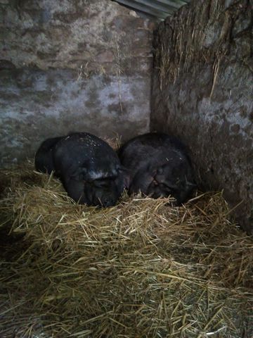 Cochons noirs à la ferme de Monique 2017