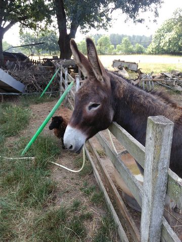 Ane à la ferme de Monique 2017